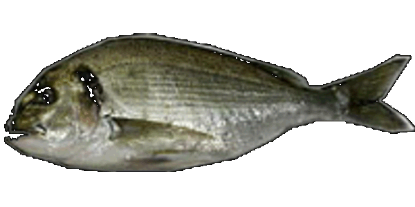 Fischzucht