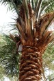 Palmwein