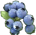 Blaubeeren