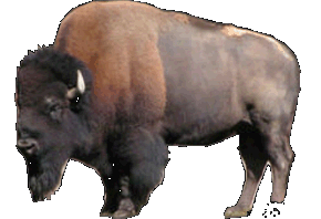 Bison-Info