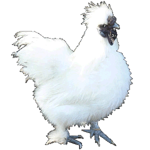 Seiden-Huhn