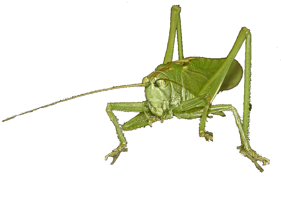 Video Insekten-Spieße