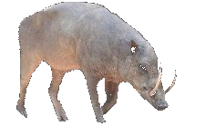 Indonesisches Wildschwein