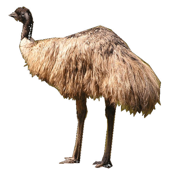 Emu