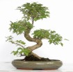 Bonsai