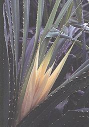 Schraubenpalm-Blütenwasser(Kewra)