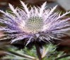 Distel-Öl