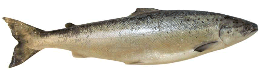 Fisch