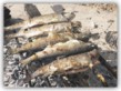 Gegrillter Fisch
