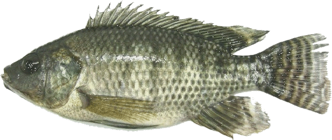 Fischzucht
