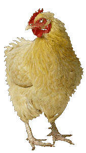 Koschere Fleischprodukte