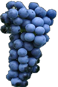 Wein