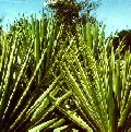 Sisal-Info