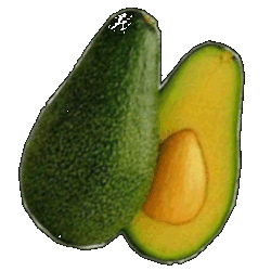 Avocado