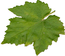 Weinblätter