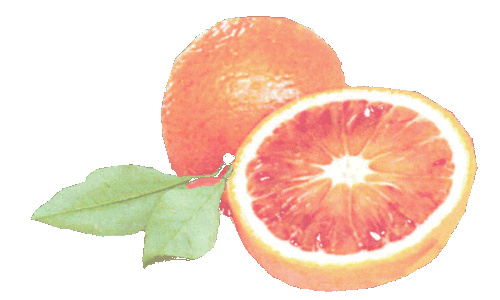 Orangenblüten-Wasser-Honig-Orangenschale-Orangen