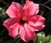 Hibiskus