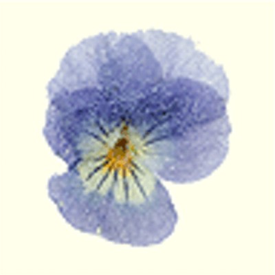 Kandierte Bl&uuml;ten