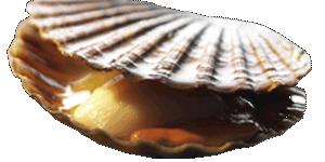 Gr&uuml;nschal-Muscheln