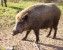 Wildschwein