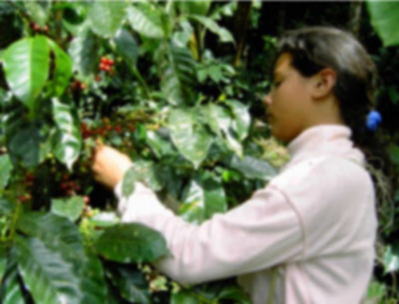 Kaffee-Ernte in S&uuml;damerika