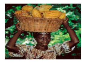 Kakao-Ernte in Afrika