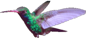 Kolibri