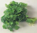 Koriandergrün