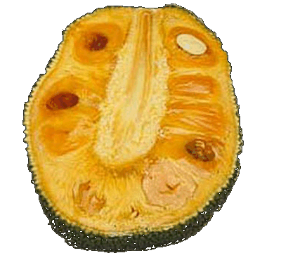 Jackfruit