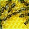 Honigbienen